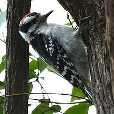 Downy Woodpecker