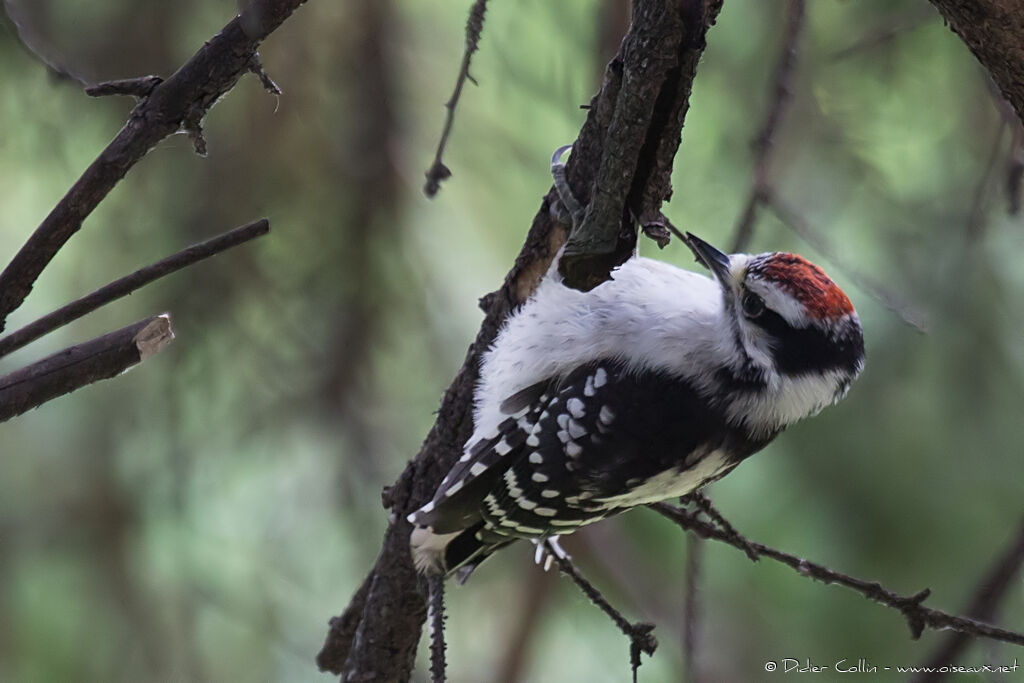 Downy Woodpecker male juvenile, identification