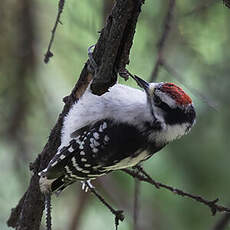 Downy Woodpecker