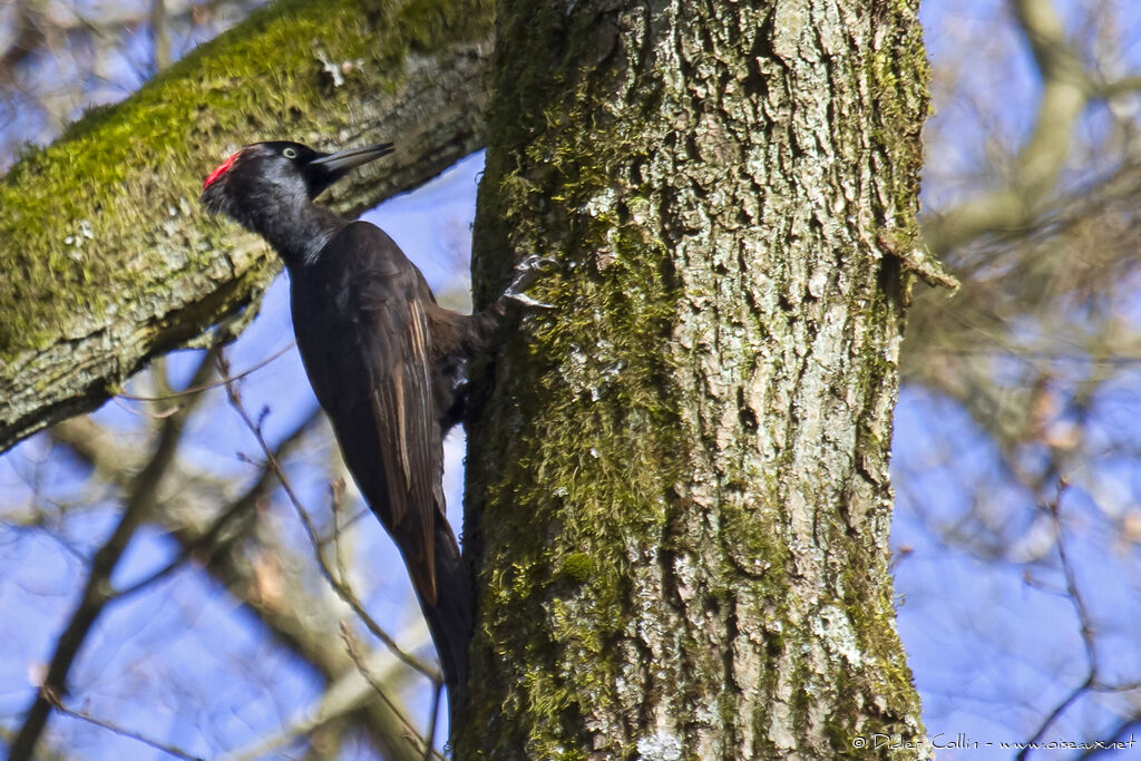 Black Woodpecker female adult, identification