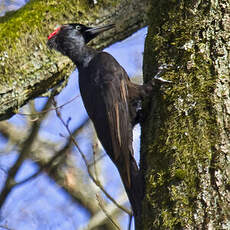 Black Woodpecker