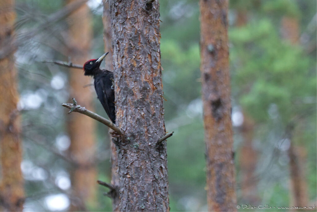 Black Woodpeckeradult