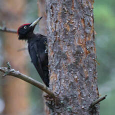 Black Woodpecker