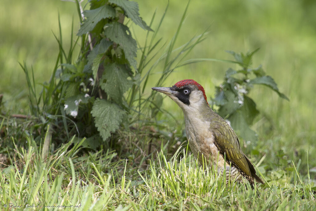 European Green Woodpecker female adult, identification