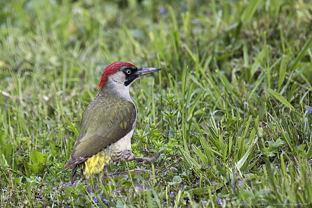 Pic vert femelle adulte, identification