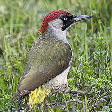 European Green Woodpecker