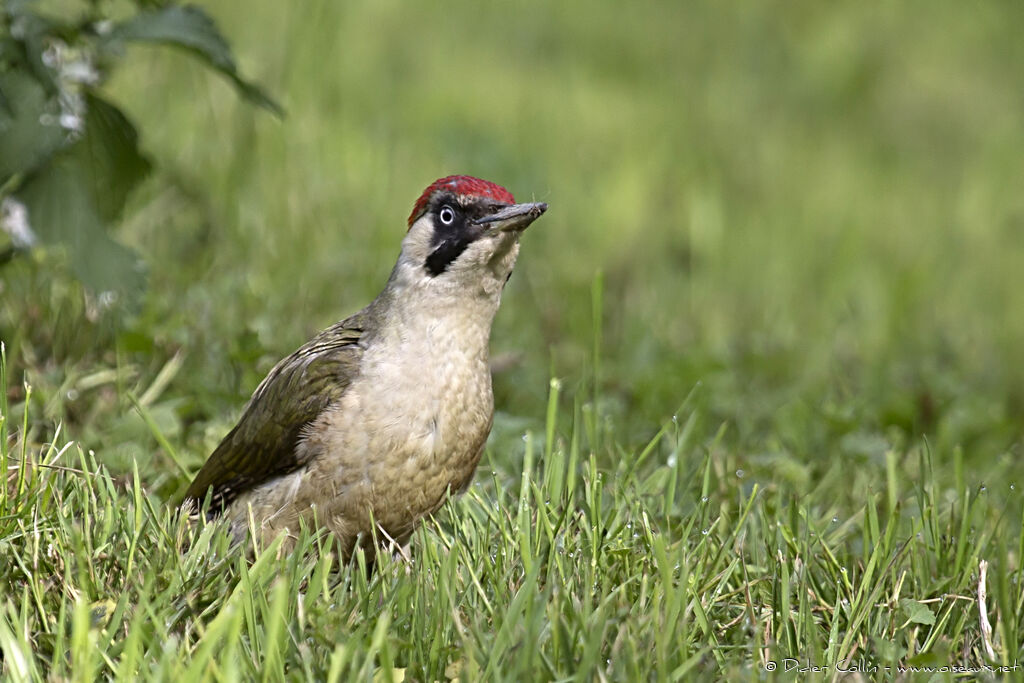 European Green Woodpecker female adult