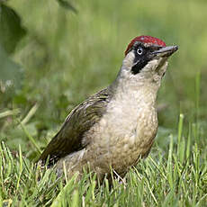 European Green Woodpecker