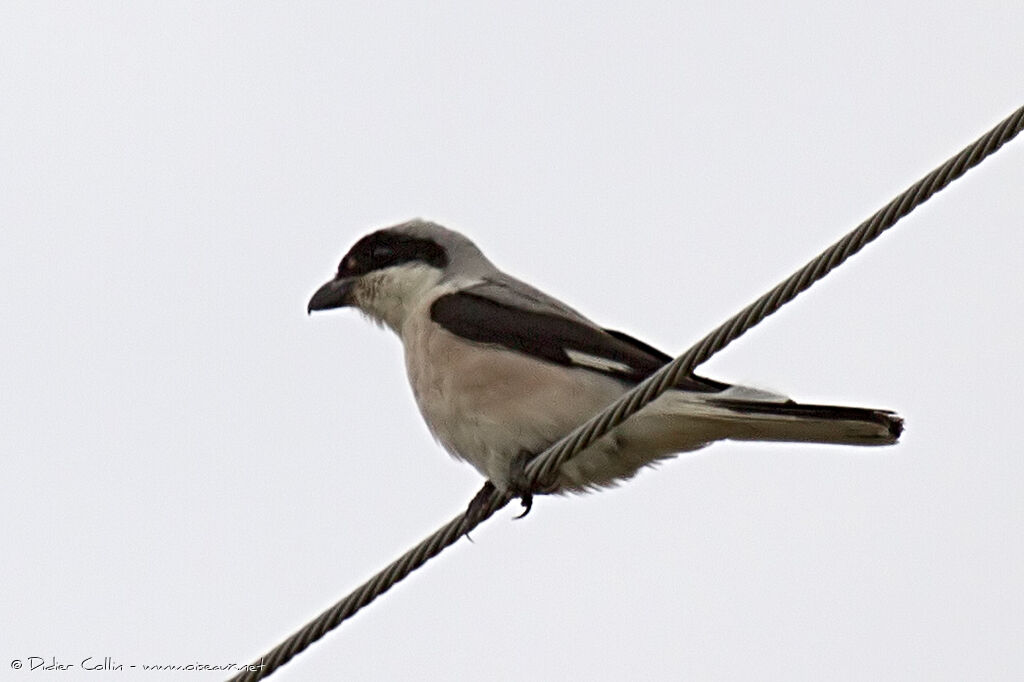 Lesser Grey Shrike