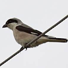 Lesser Grey Shrike