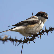 Woodchat Shrike