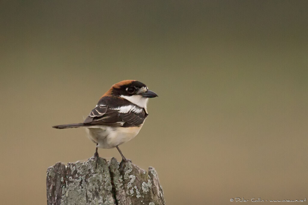 Woodchat Shrike male adult breeding, identification