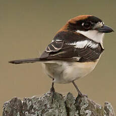 Woodchat Shrike