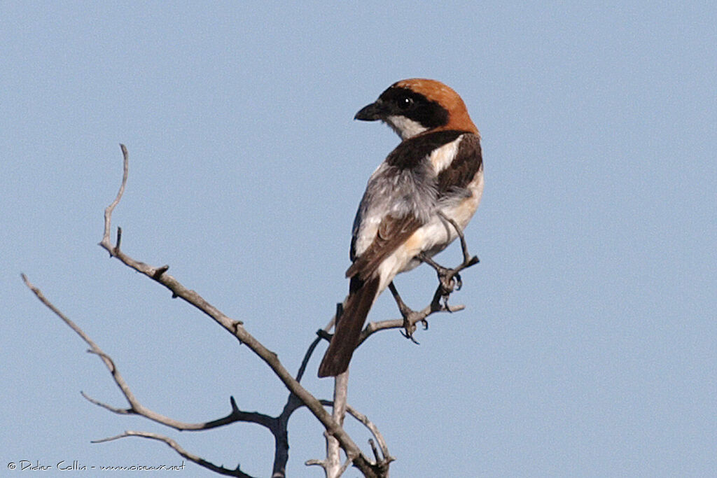 Pie-grièche à tête rousse mâle adulte, identification