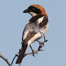 Woodchat Shrike