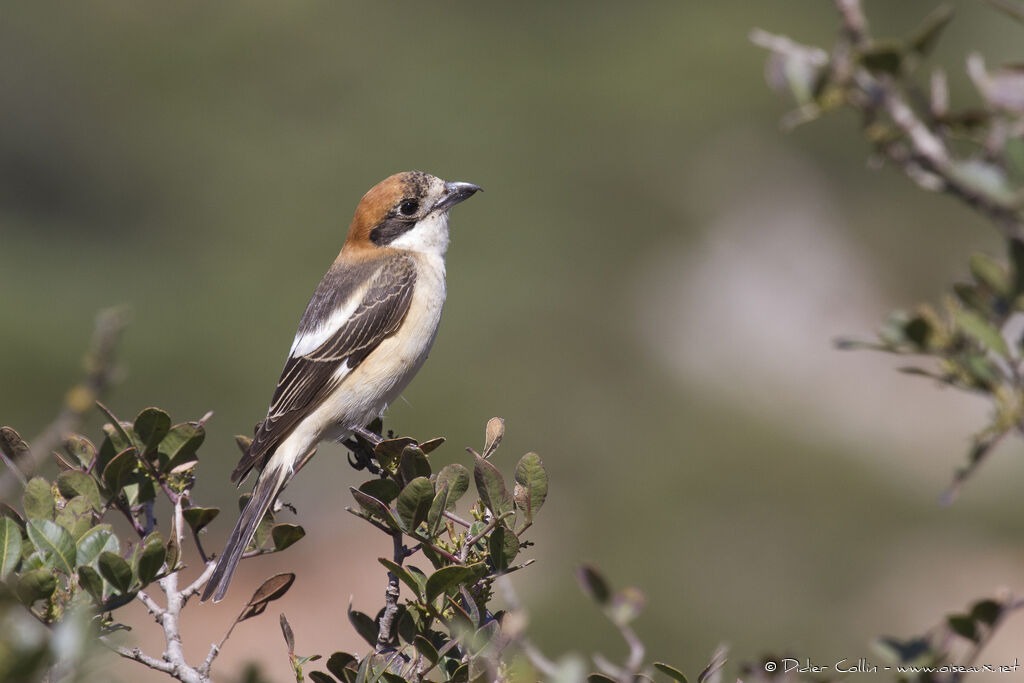 Pie-grièche à tête rousse mâle adulte, identification