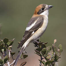 Woodchat Shrike