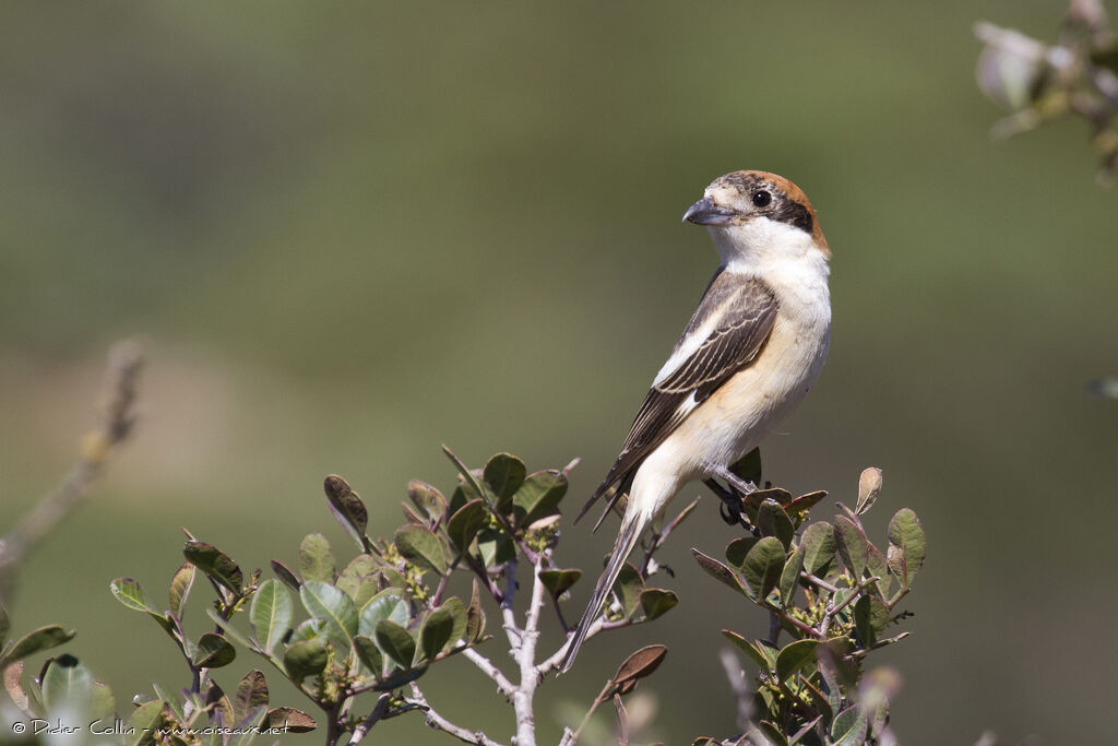 Woodchat Shrike male adult, identification