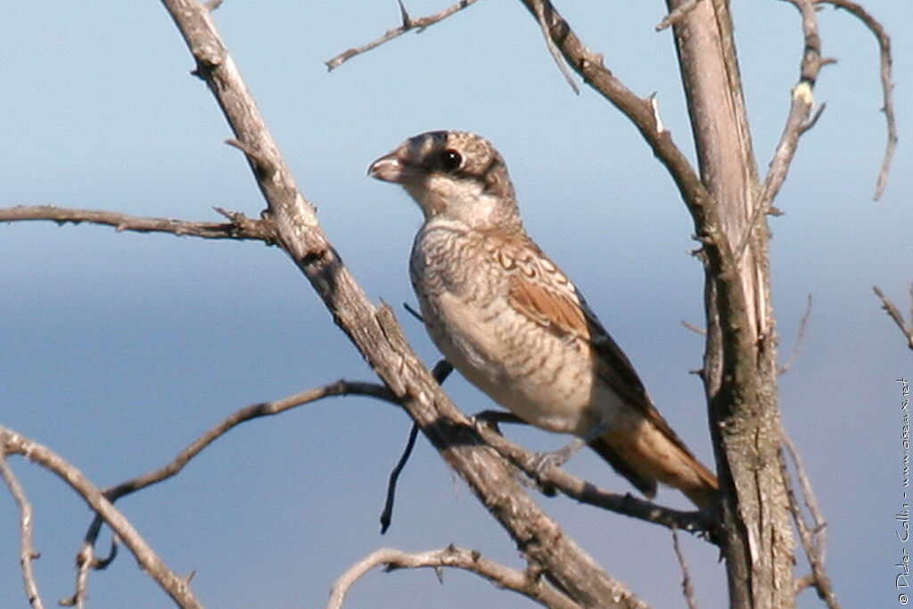 Pie-grièche à tête rousseimmature, identification