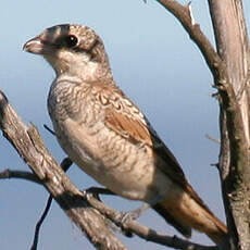 Woodchat Shrike