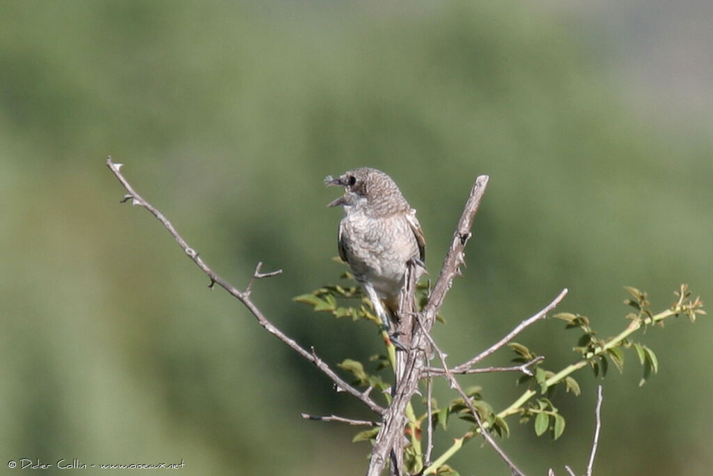 Woodchat Shrikeimmature