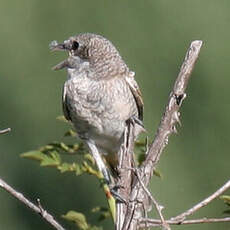 Woodchat Shrike