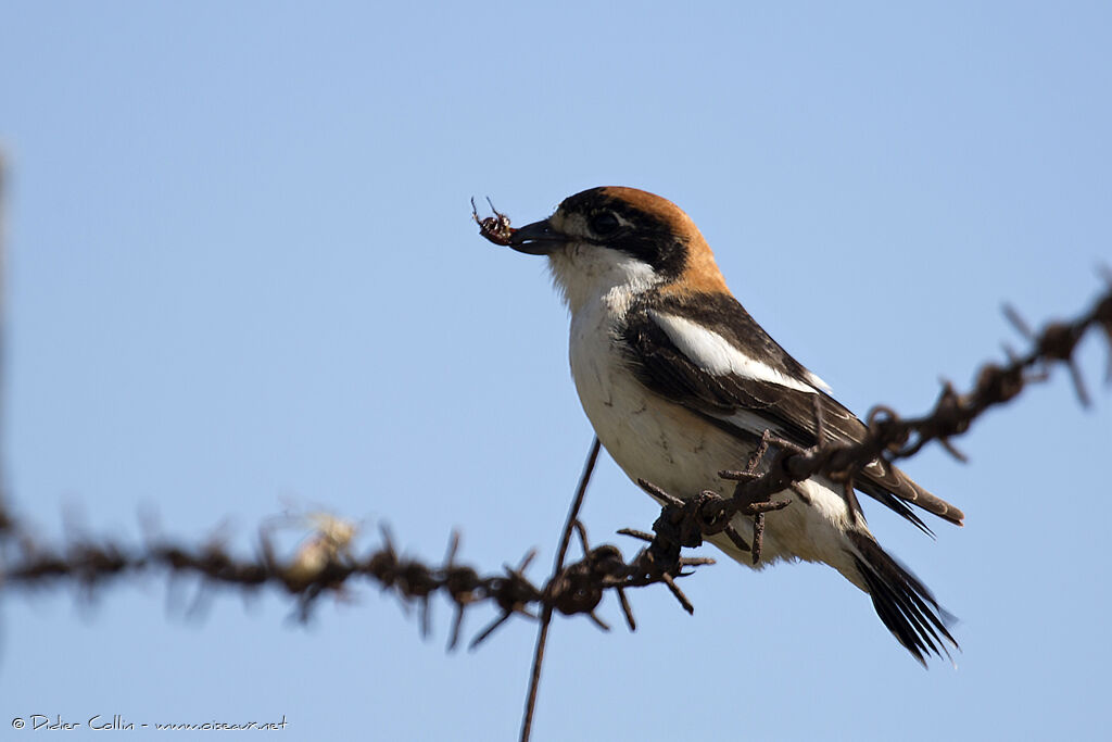 Woodchat Shrike male adult