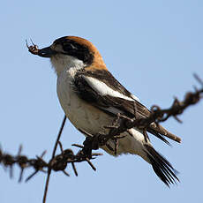 Woodchat Shrike