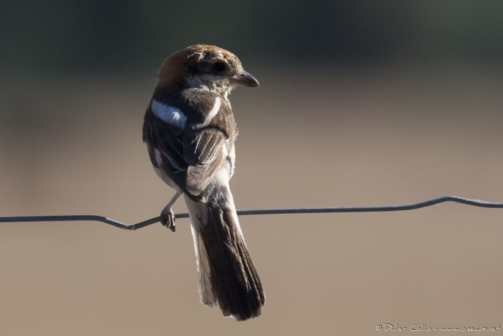 Woodchat Shrike, identification