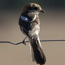 Woodchat Shrike