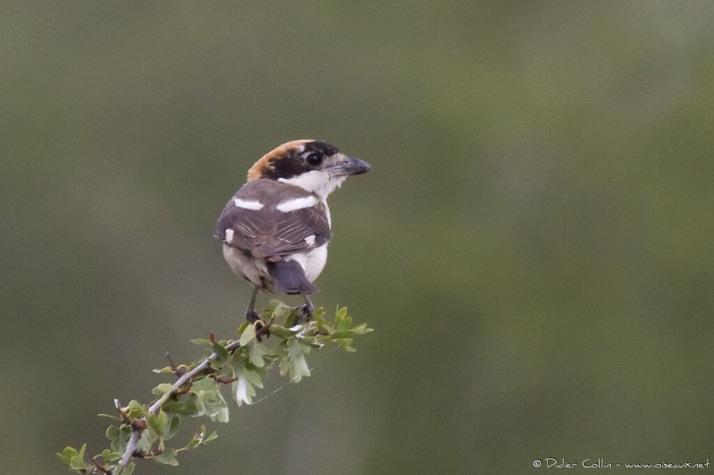 Woodchat Shrike female adult