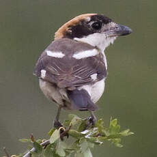 Woodchat Shrike