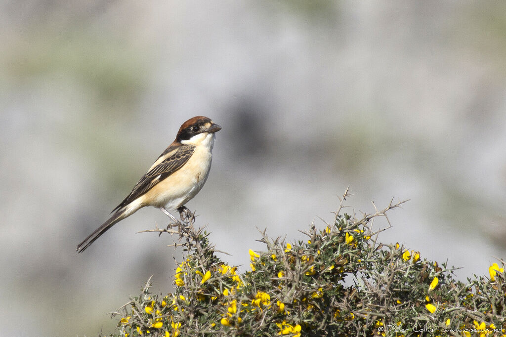 Woodchat Shrikeadult