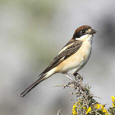 Woodchat Shrike