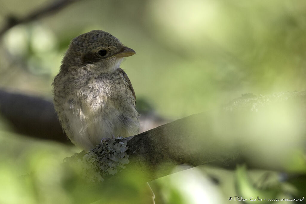 Red-backed Shrikejuvenile