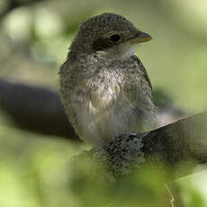 Red-backed Shrike