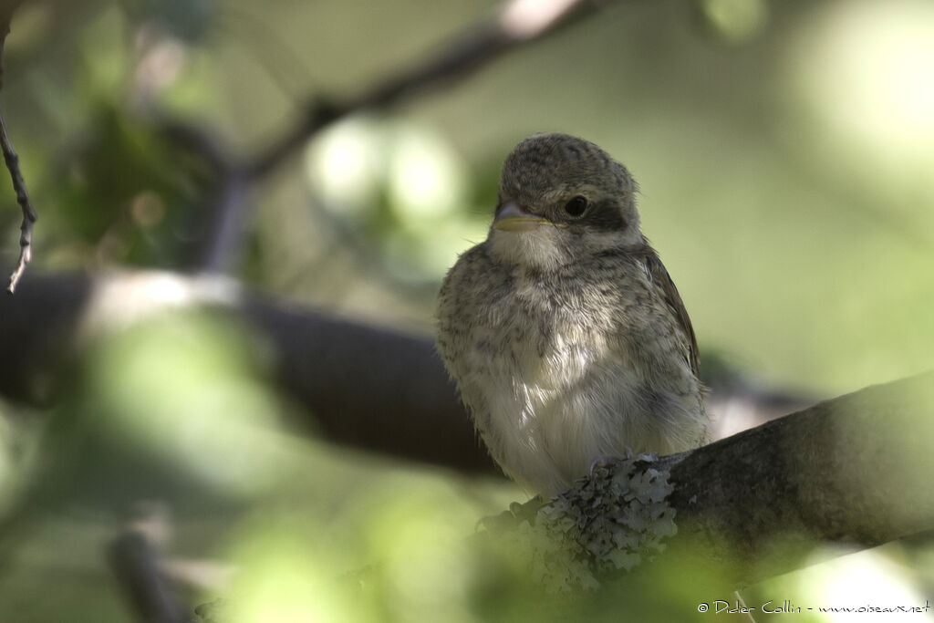 Red-backed Shrikejuvenile