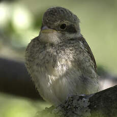 Red-backed Shrike