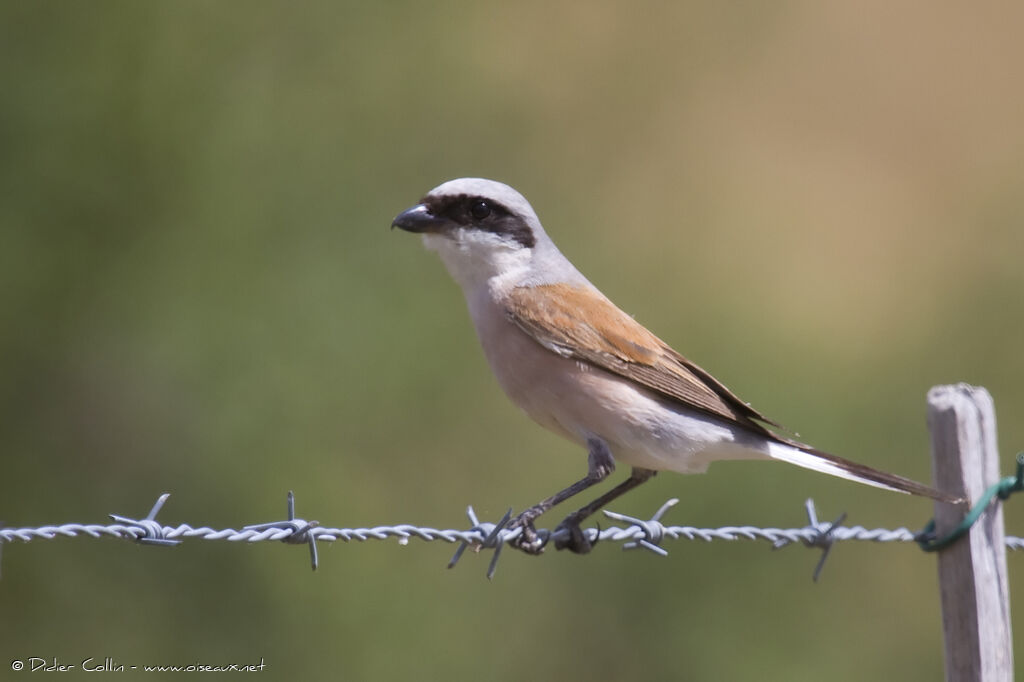 Red-backed Shrike male adult, identification