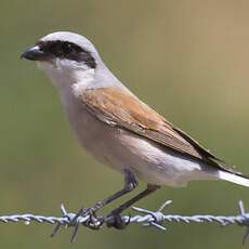 Red-backed Shrike