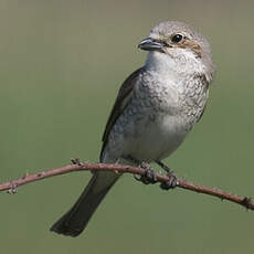 Red-backed Shrike