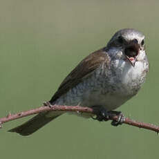 Red-backed Shrike