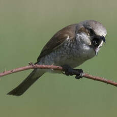 Red-backed Shrike