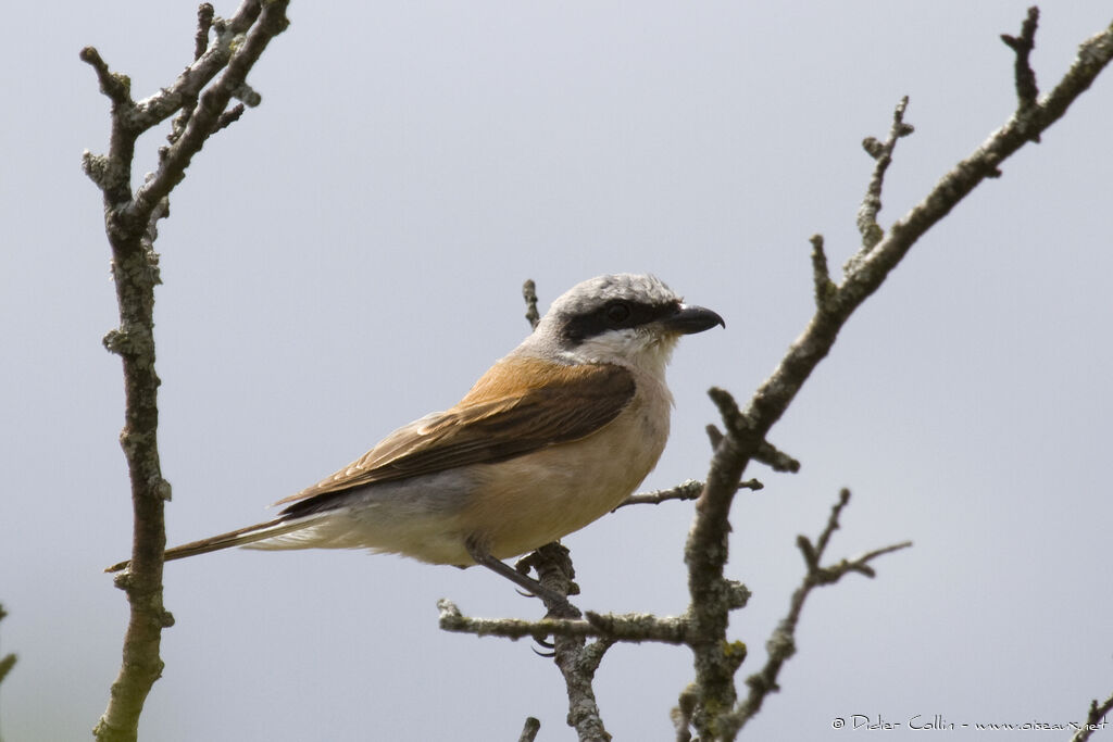 Red-backed Shrike male adult