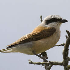 Red-backed Shrike