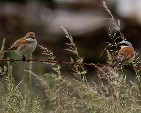 Red-backed Shrike