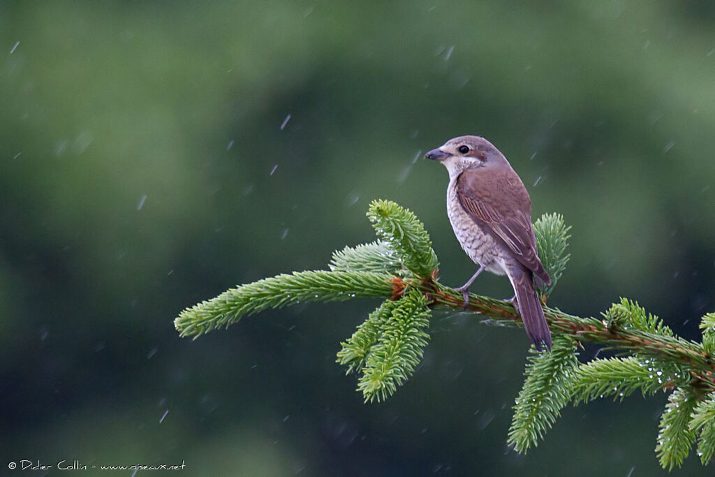 Red-backed Shrike female adult