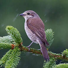 Red-backed Shrike