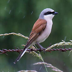 Red-backed Shrike