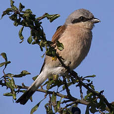 Red-backed Shrike